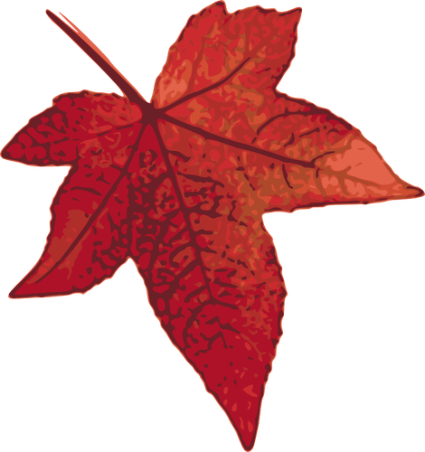 Red maple leaf vector imagine