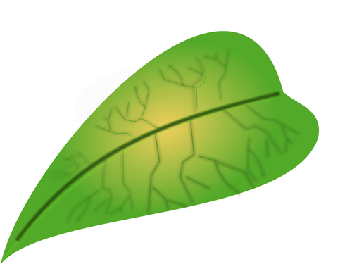 Carnosa verde foglia
