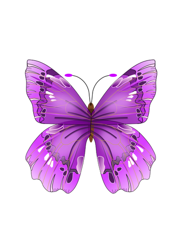 Hermosa mariposa pÃºrpura