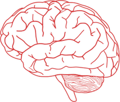 Immagine vettoriale della vista laterale del cervello umano in rosa