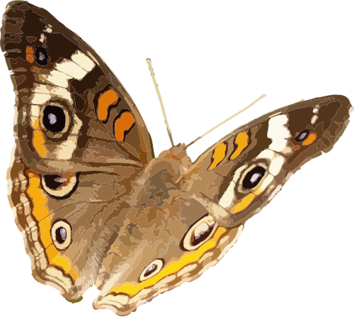 Buckeye fluture vectorul imagine