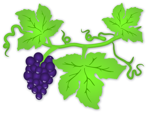 IlustraÃ§Ã£o em vetor de uvas maduras