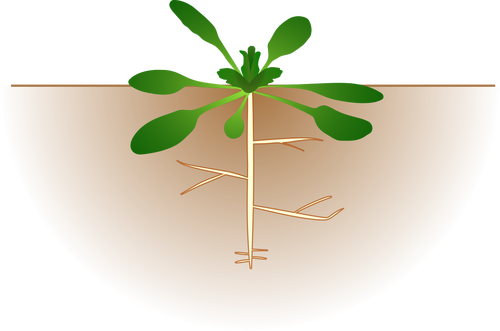 Arabidopsis thaliana vektÃ¶r gÃ¶rÃ¼ntÃ¼