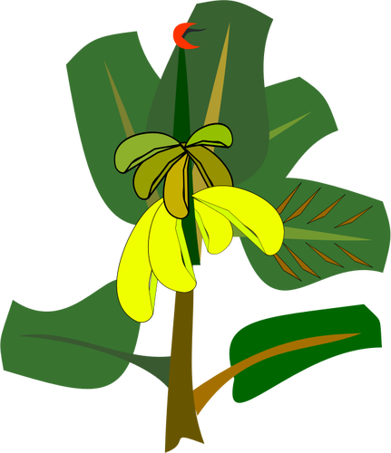 Banane copac cu fructe coapte ilustraÅ£ie vectorialÄƒ
