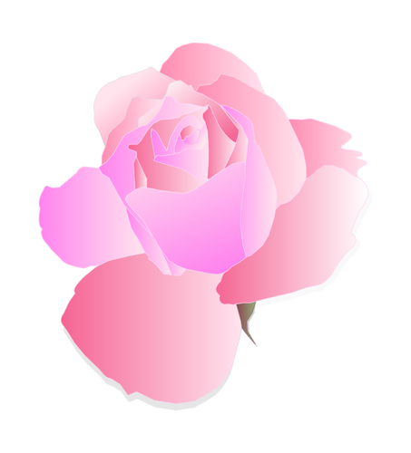 Violet ÅŸi trandafir roz