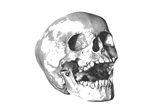 Immagine del cranio sbadiglio