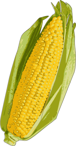 Corn cob bild