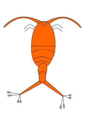 Rode plankton afbeelding