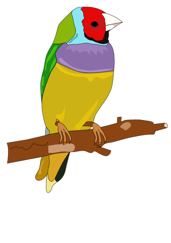 Kolorowy ptak