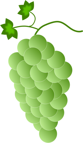 Uva verde-branco