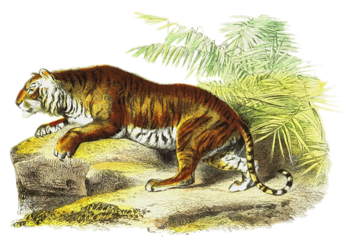 Tiger vector image