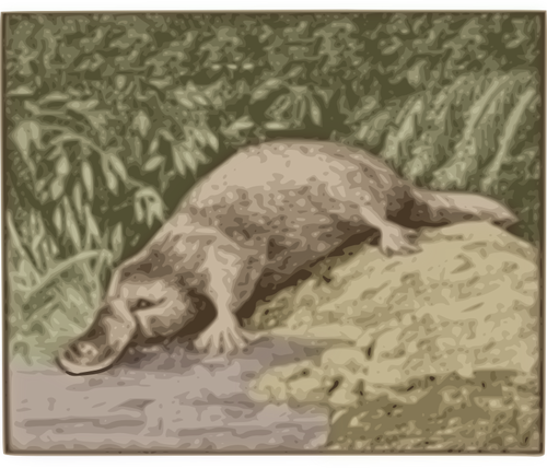 Platypus vector image