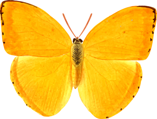 Oranje reus vlinder