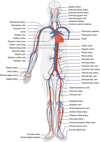 Sistemul circulator uman