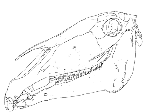 Immagine di vettore di ossa testa cavallo