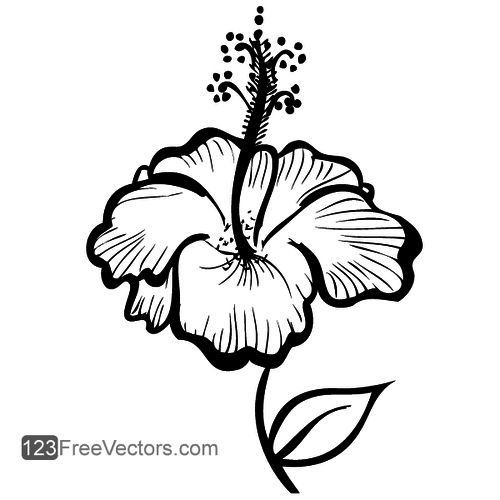 Hand-drawn Hibiscus Flower