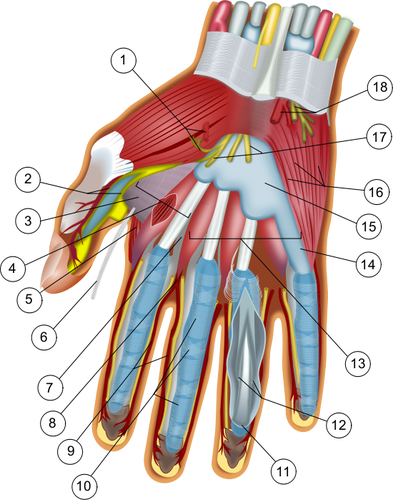 AnatomÃ­a de la mano