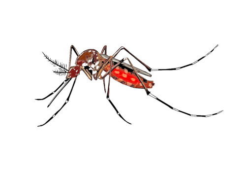 Imagem do mosquito