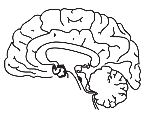 Image vectorielle de cerveau humain