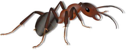 Semut Menggambar