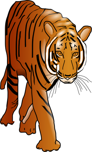 Tiger wild cat