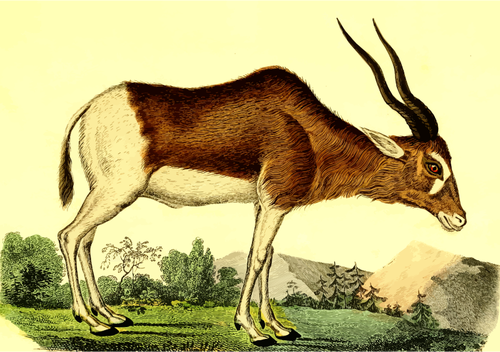 Ormandaki antilop