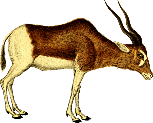 Antilopa vektorovÃ© ilustrace