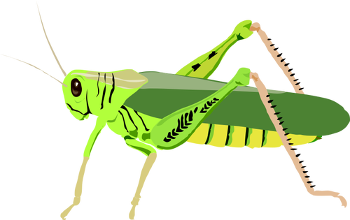 Bug vert