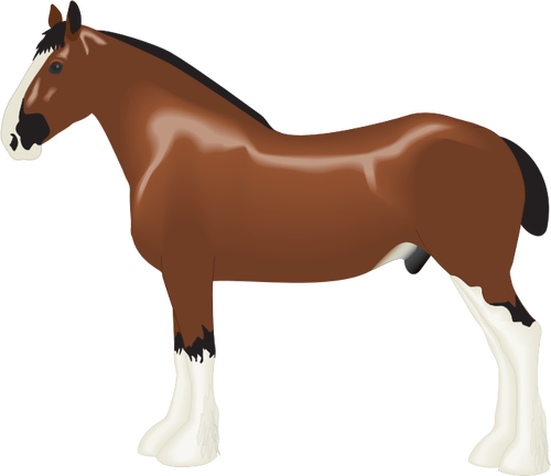 Clydesdale hest