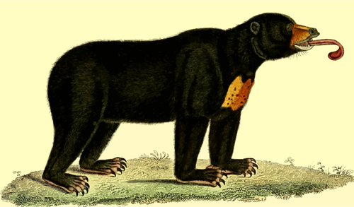 Beruang vektor ilustrasi