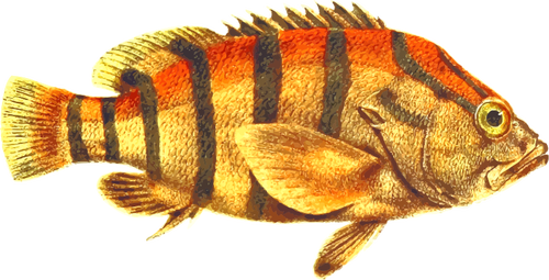 Seaperch fasciatus