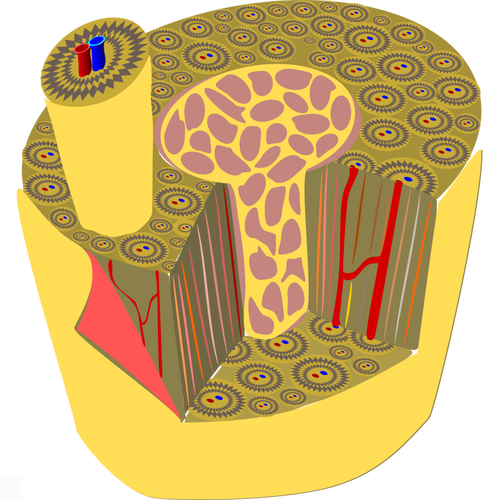 Mikroskopiske anatomi av menneskelig bein vektorgrafikk