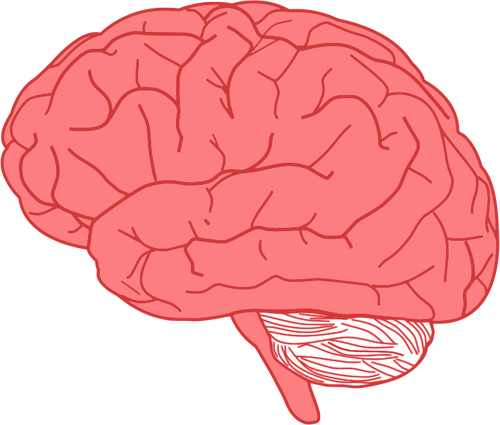 Profiel van de hersenen