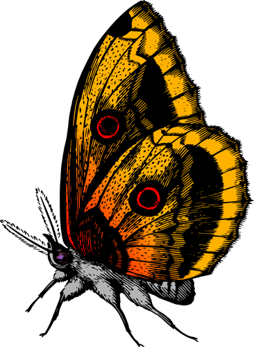 Motyl w kolory pÅ‚omienia