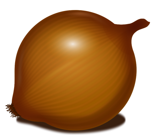 Immagine vettoriale cipolla