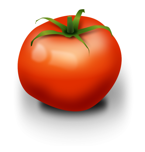 Image vectorielle de tomate