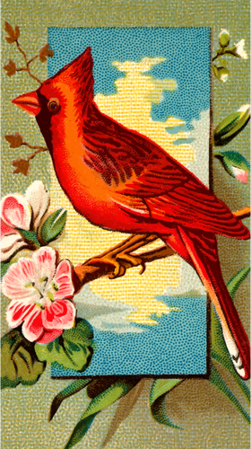 Kardinal burung Rio-Rio.