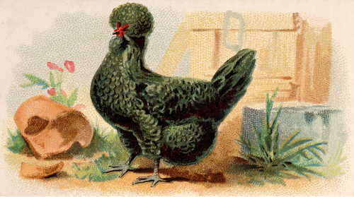 Hen with green feathers