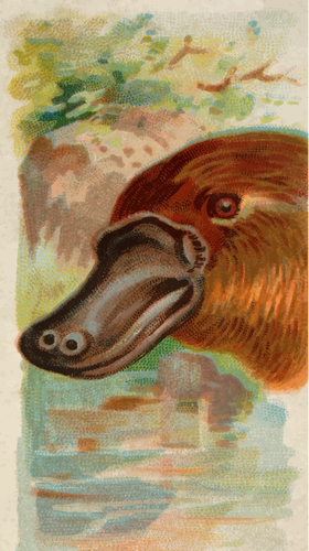 Bebek - billed platypus