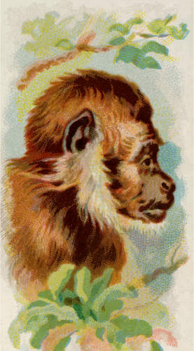 Profiel van Monkey
