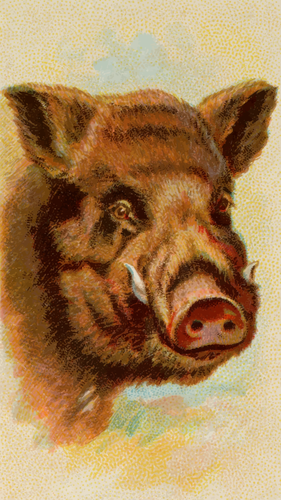 BoyalÄ± yaban domuzu