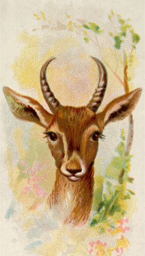 Persian gazelle