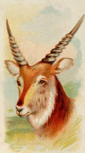 Senegal antilopa