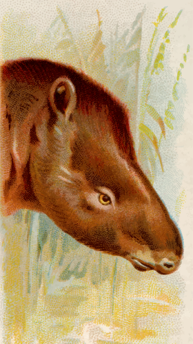 Tapir Kopf
