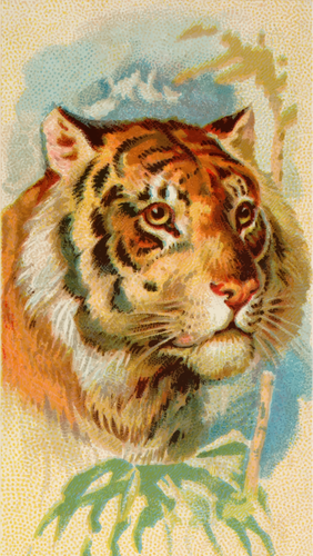 Tigru pe cap imaginea