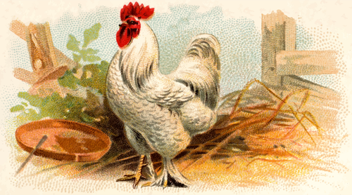 IlustraÃ§Ã£o de cor branca de frango