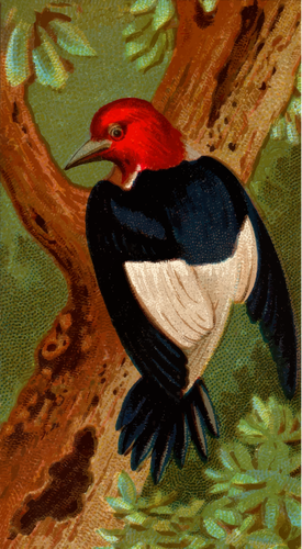 Woodpecker illustration