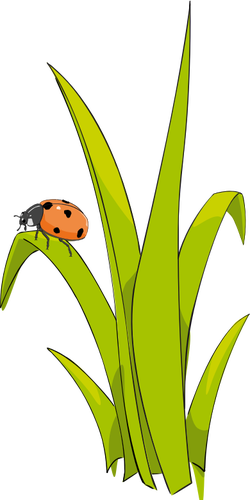 Ladybird pe iarbÄƒ