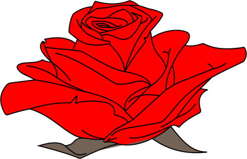 Farbige Rose