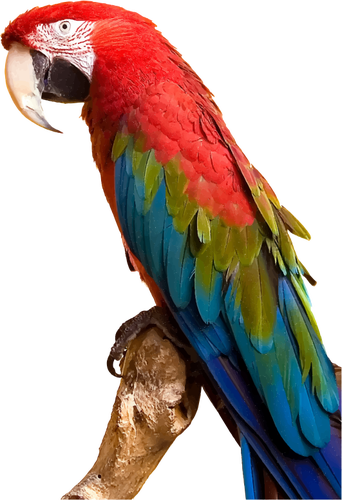Warna-warni Macaw